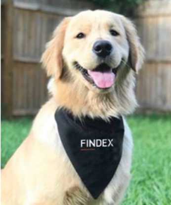 Picture of Black Dog Bandana